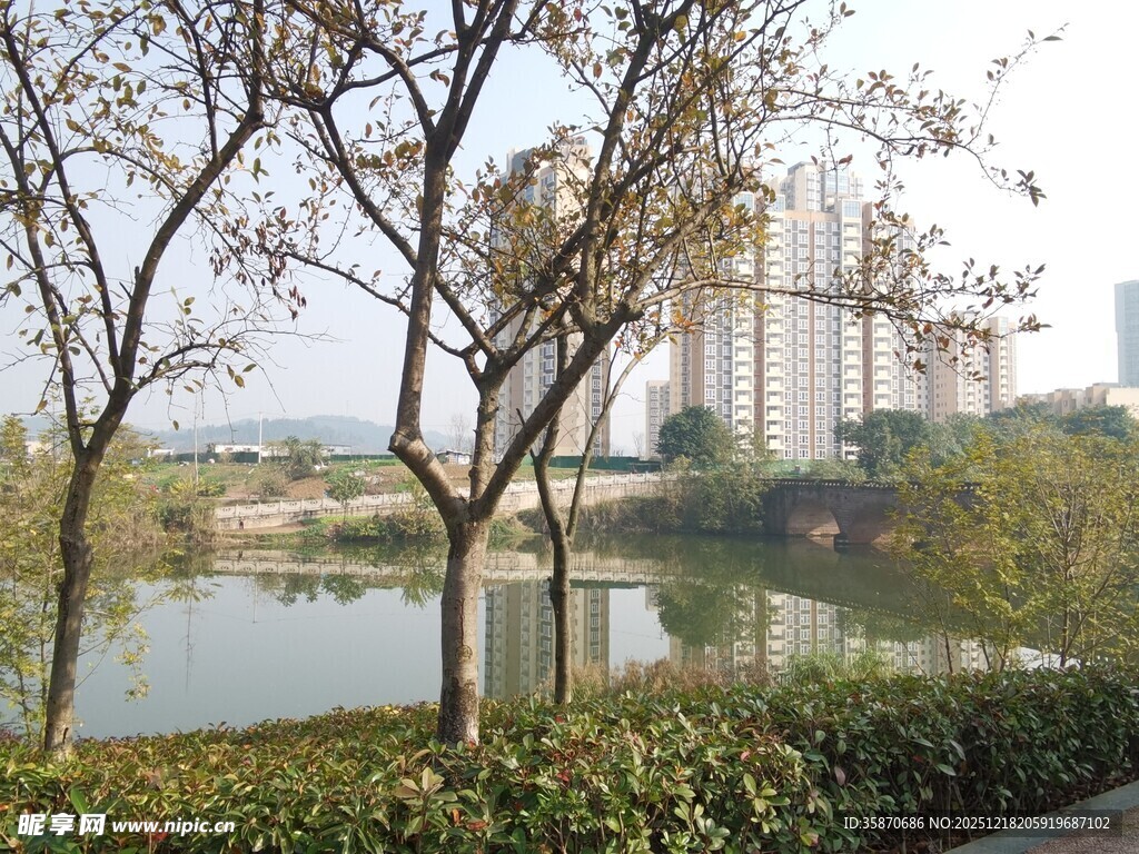 湖畔树木与远处高楼景致