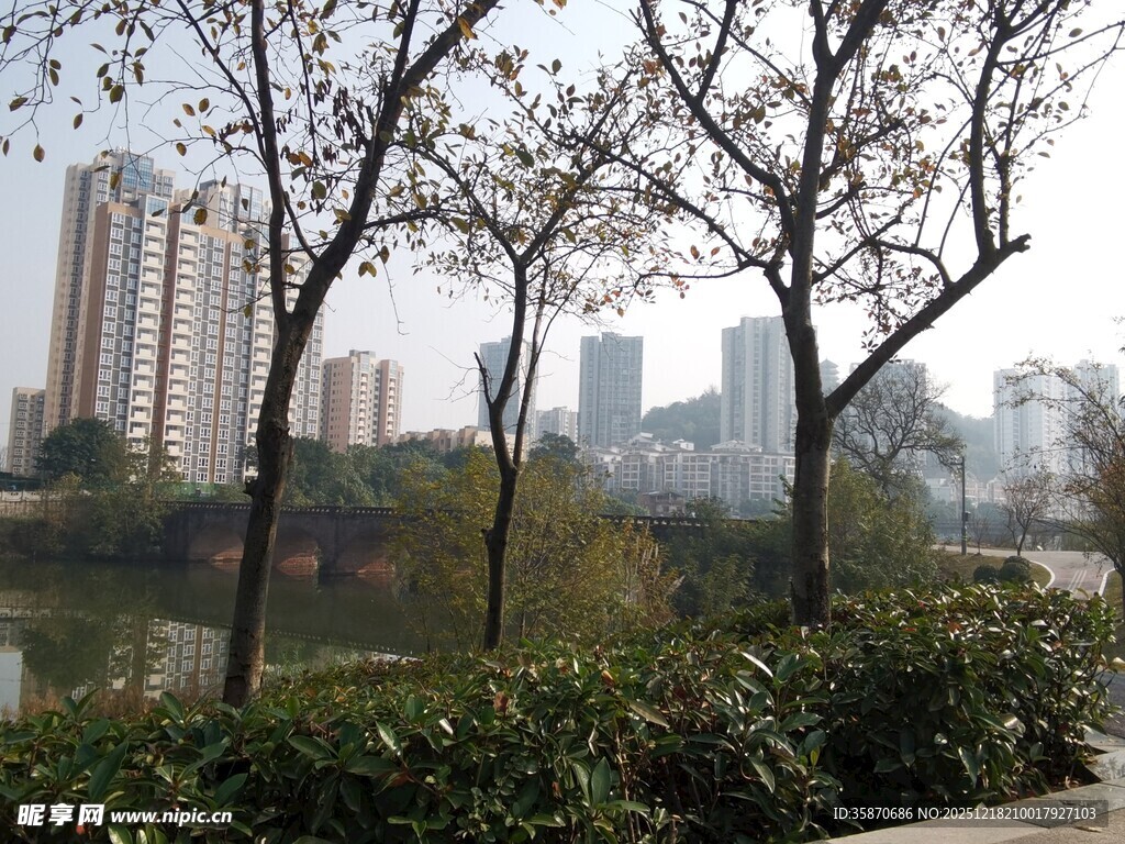 城市河畔树木景观
