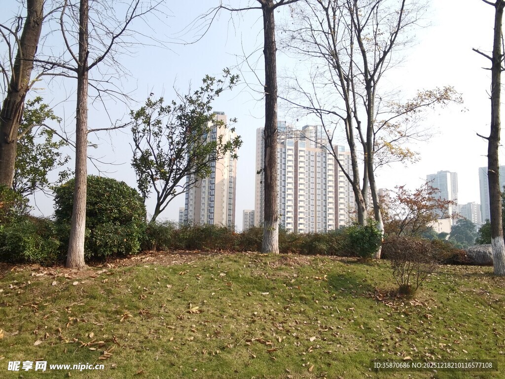 城市公园冬日树木景观