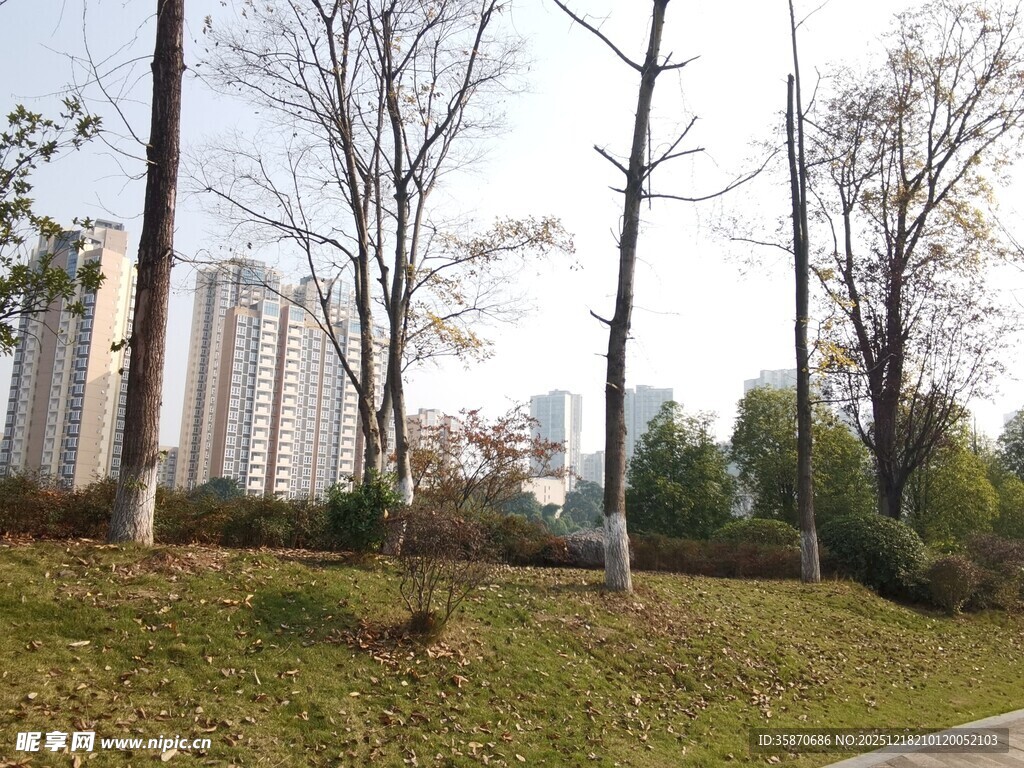 城郊冬日路边树木景观