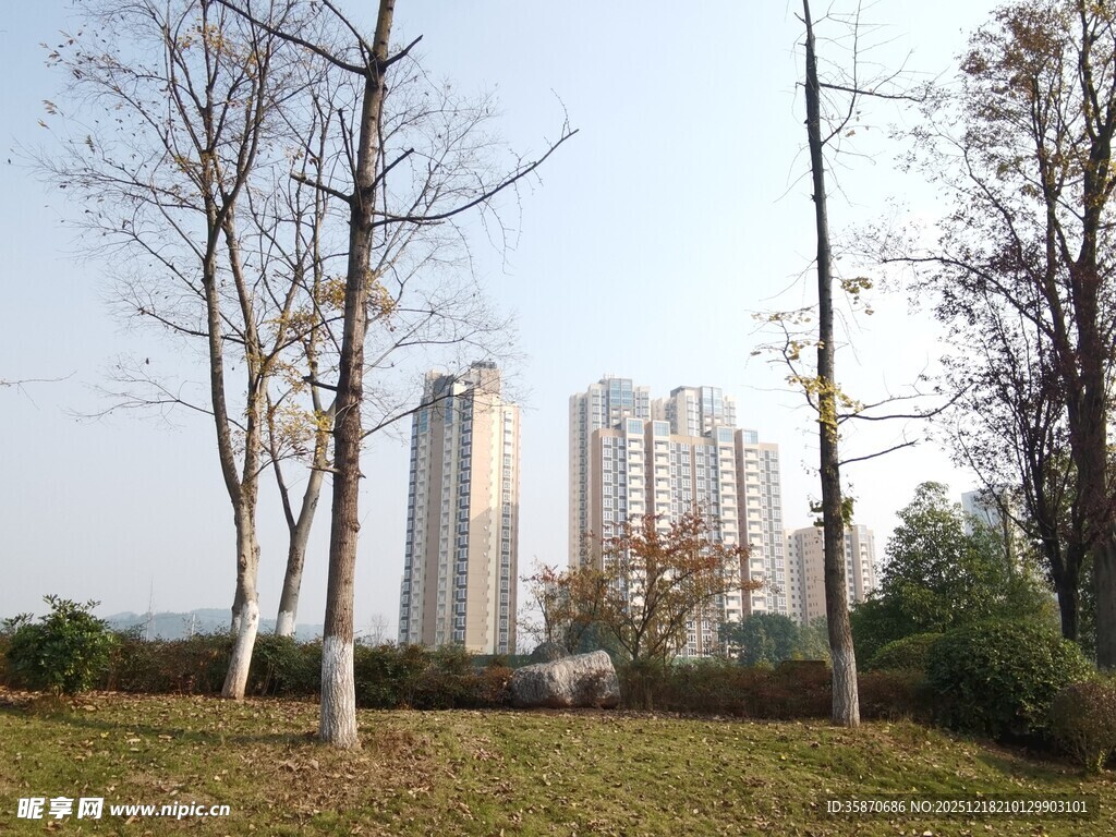 城郊高楼与萧瑟树木景观