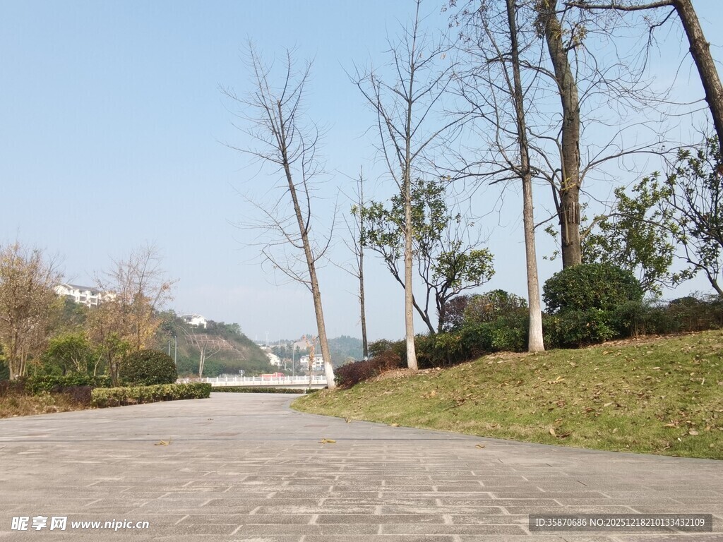 冬日空旷林间道路景色