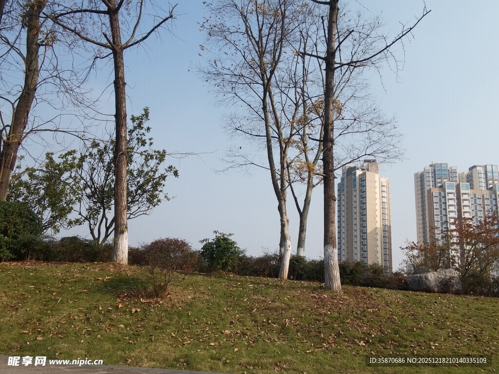 城市公园冬日树木景观