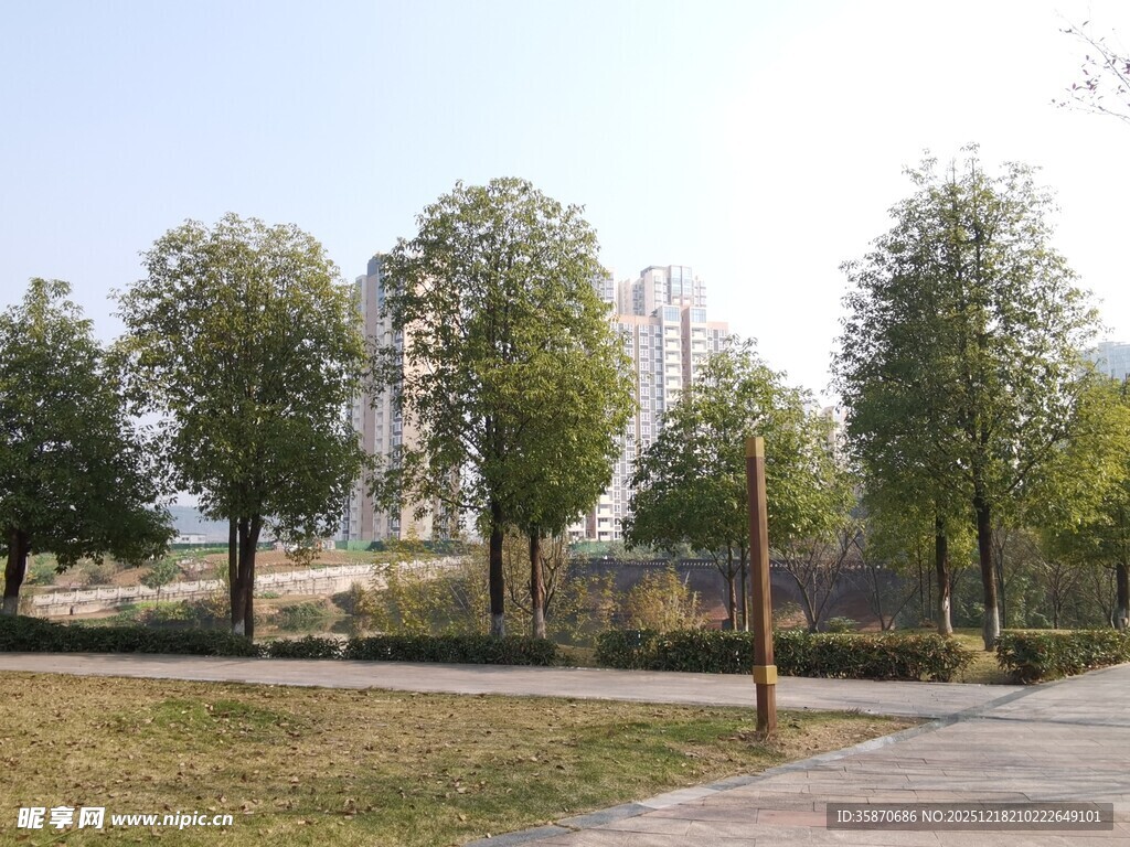 户外林荫小道风景