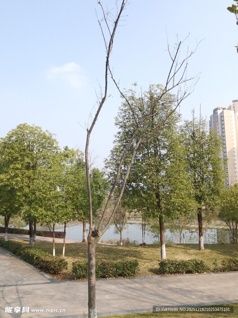 城市公园静谧林荫景致