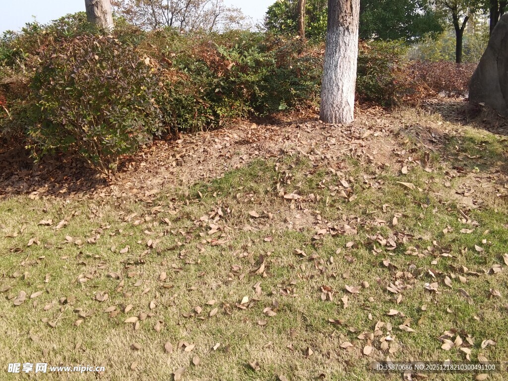 户外草地旁的树木与灌木