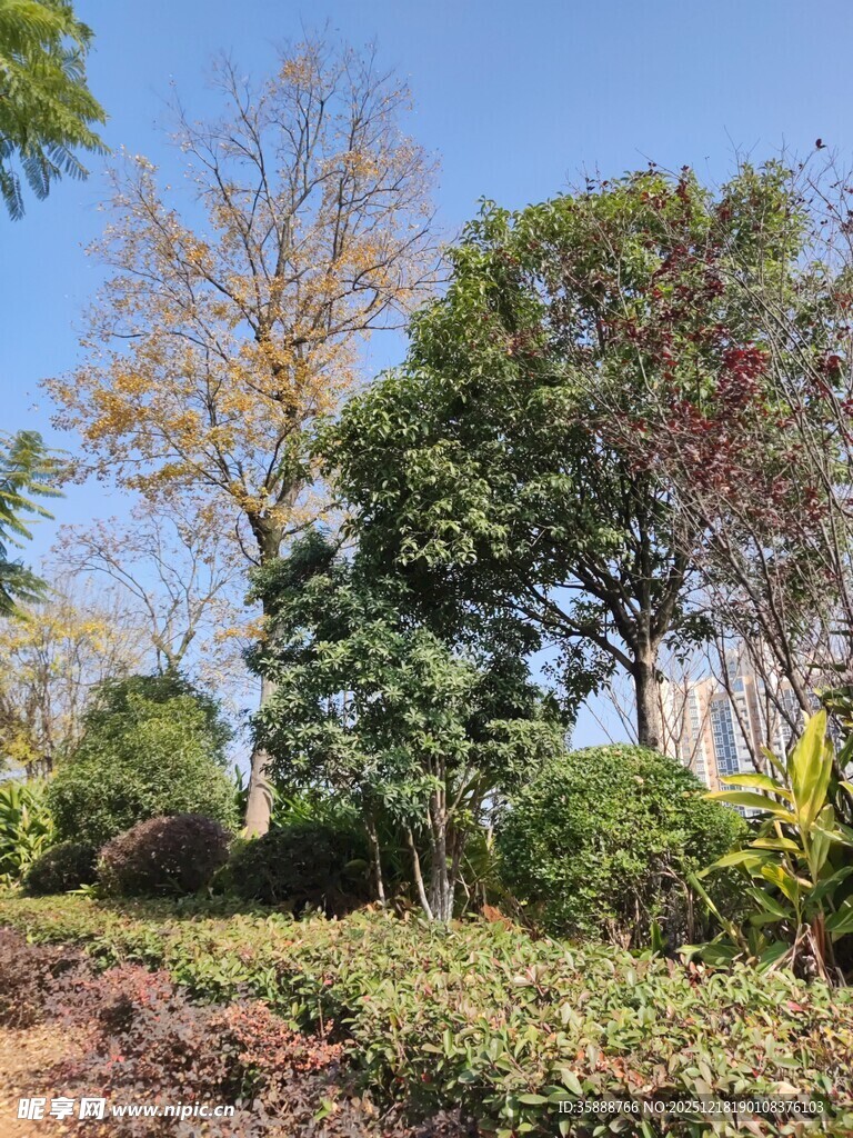 阳光照耀下的繁茂绿植