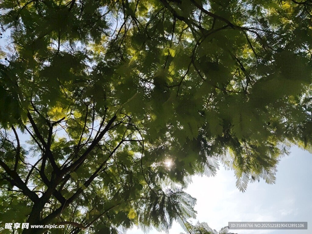 透过树叶看晴朗天空