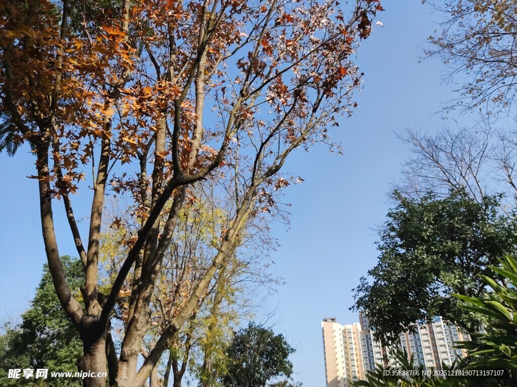 秋日街道旁的多彩树木