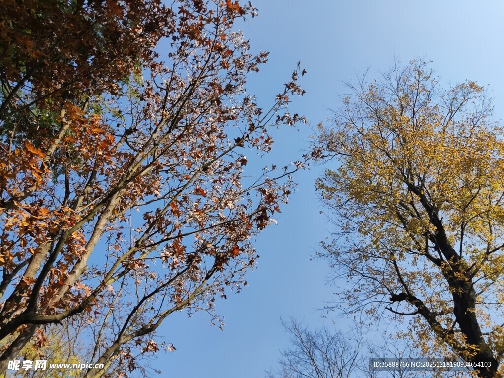 秋日树梢蓝天映衬美景