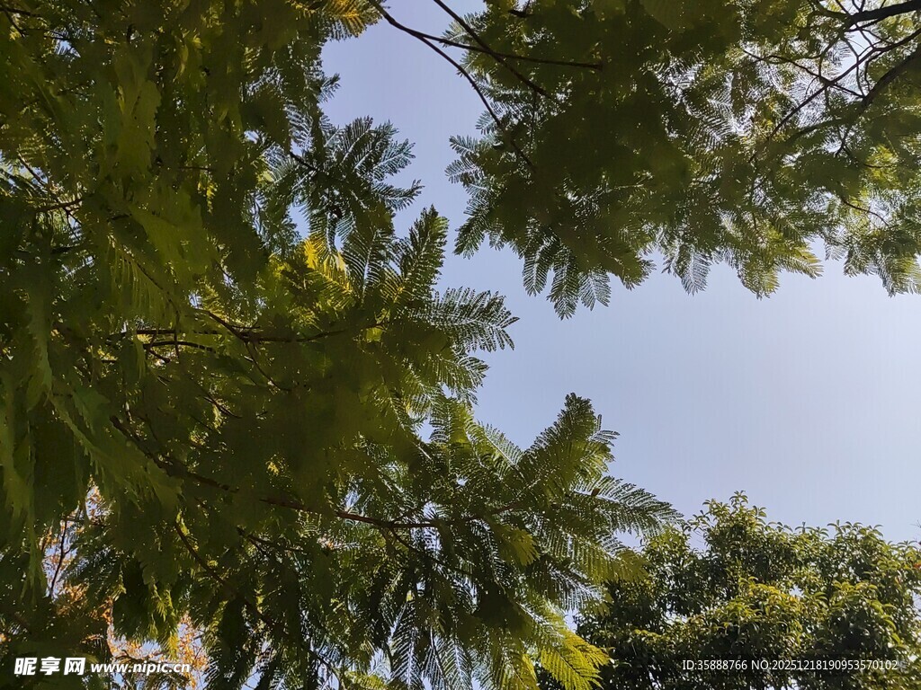 仰视葱郁树冠蓝天景象
