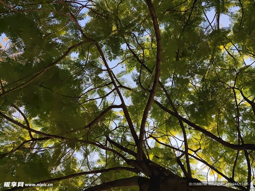 仰视翠绿繁茂的树冠