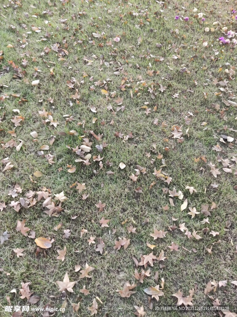 地面散落枯叶景象