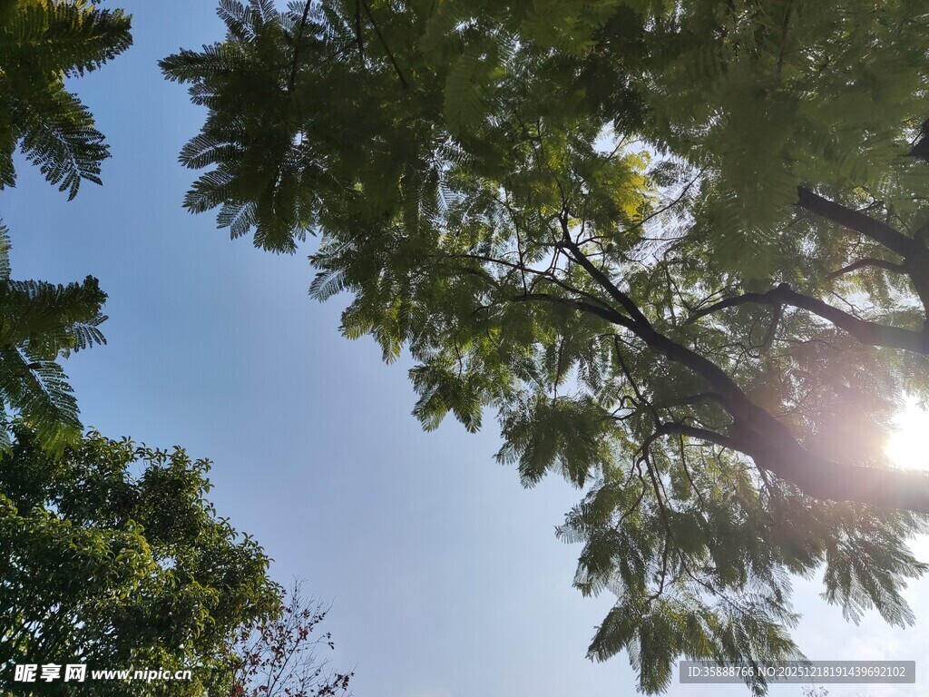 阳光透过树叶洒向蓝天