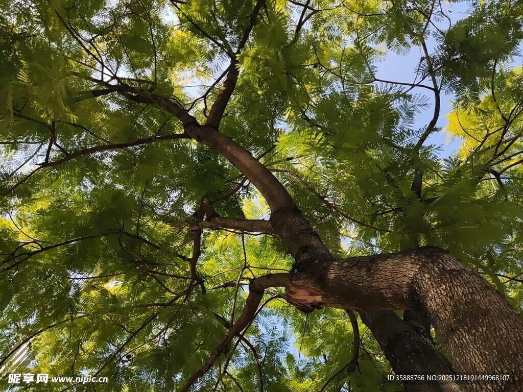 仰视葱郁大树树冠美景
