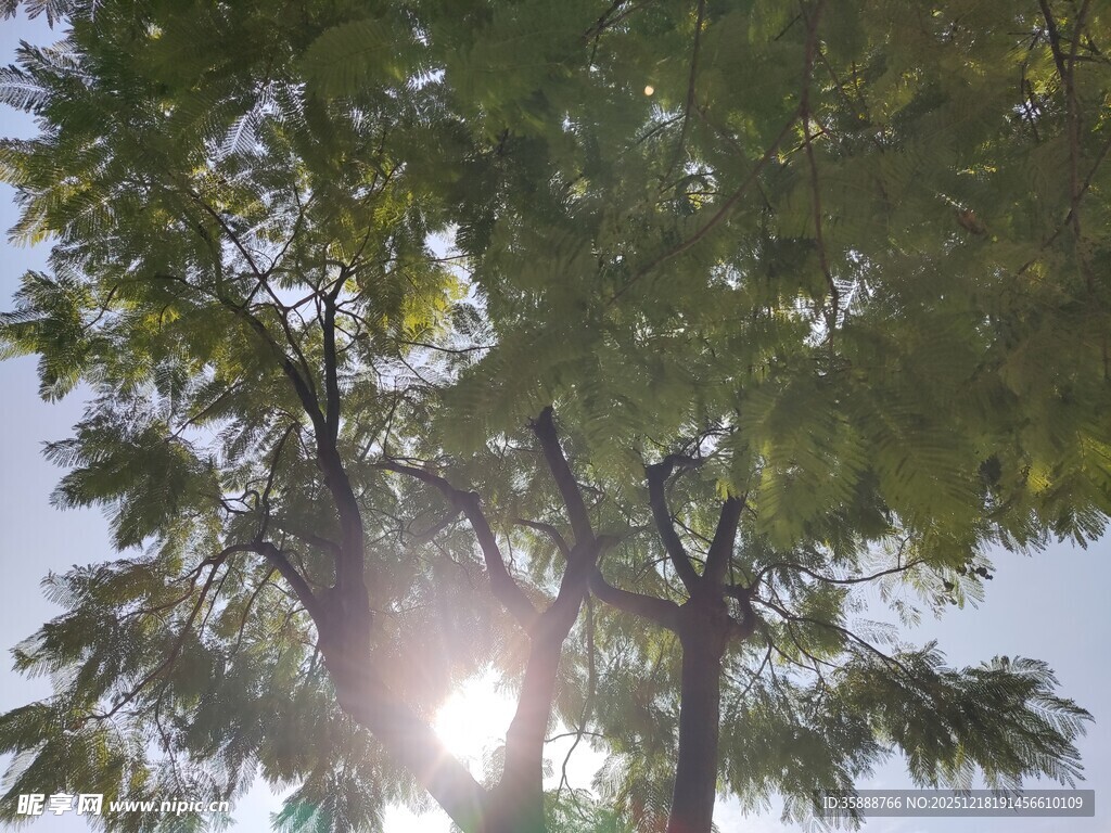 阳光透过树叶的美丽景象