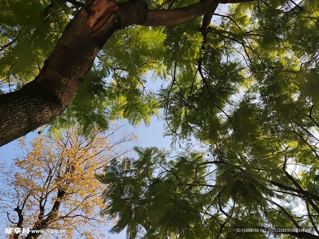 仰视繁茂绿树蓝天景象