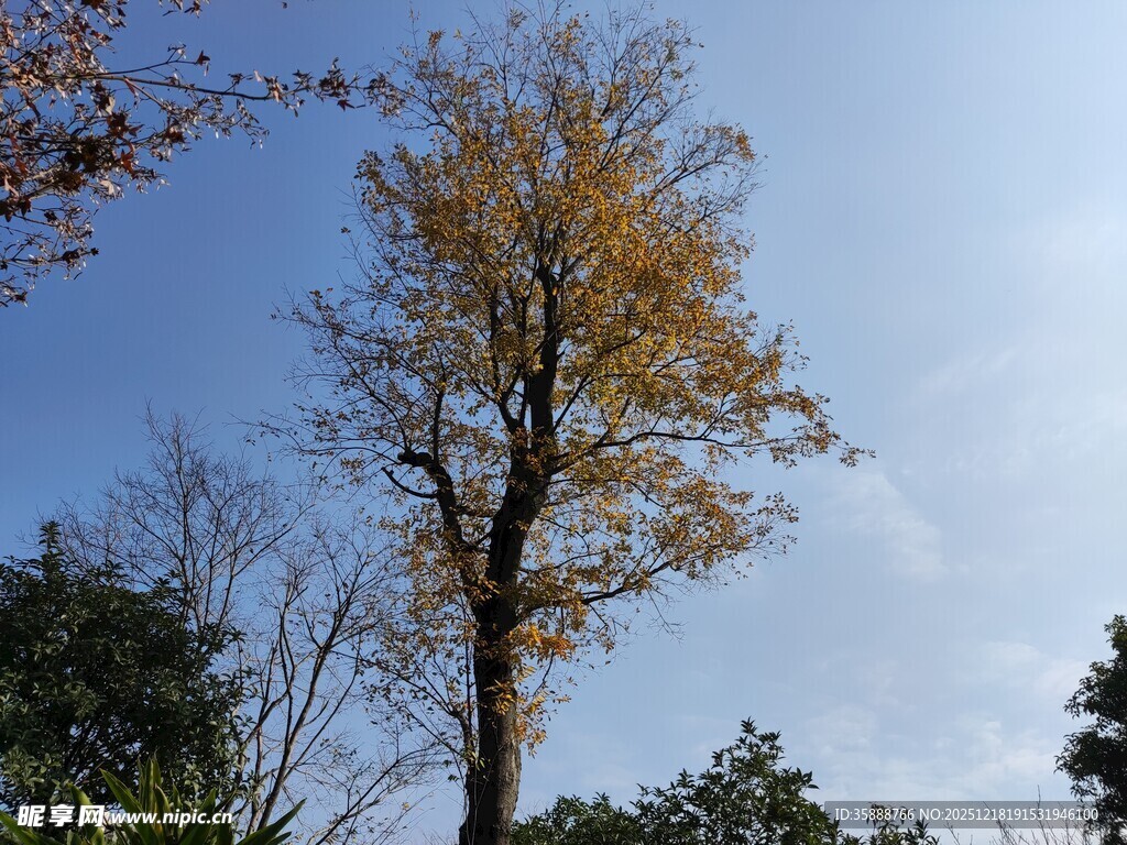 秋日挺拔黄叶树
