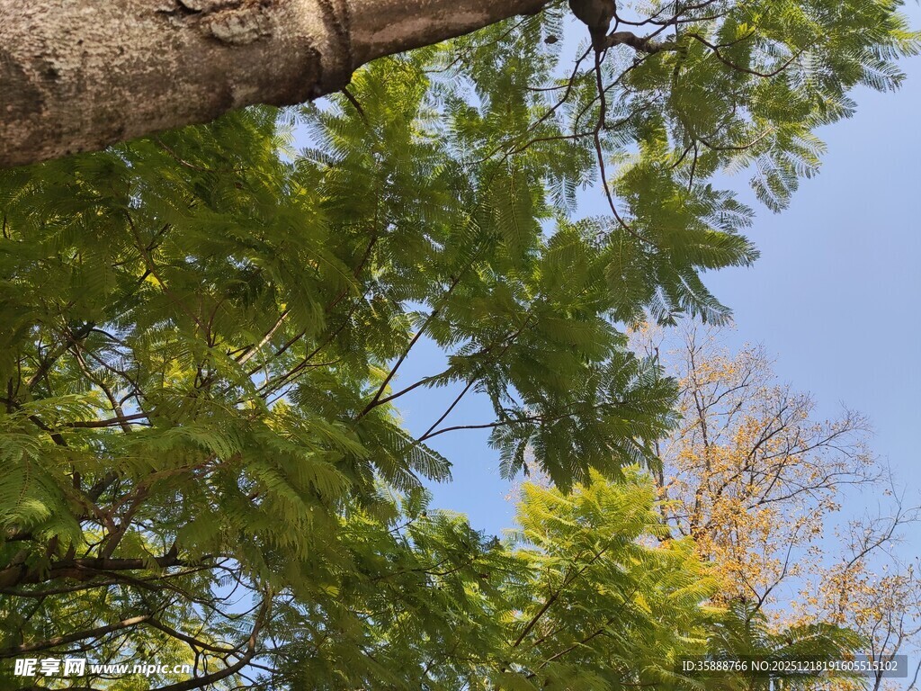 仰视葱郁树冠蓝天美景