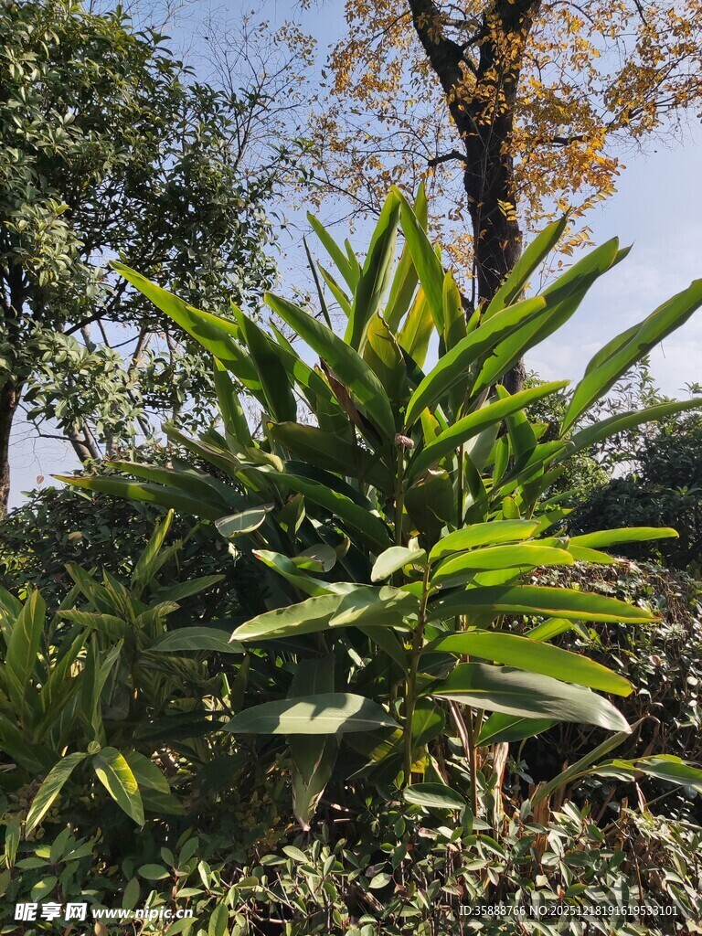 户外翠绿植物景观