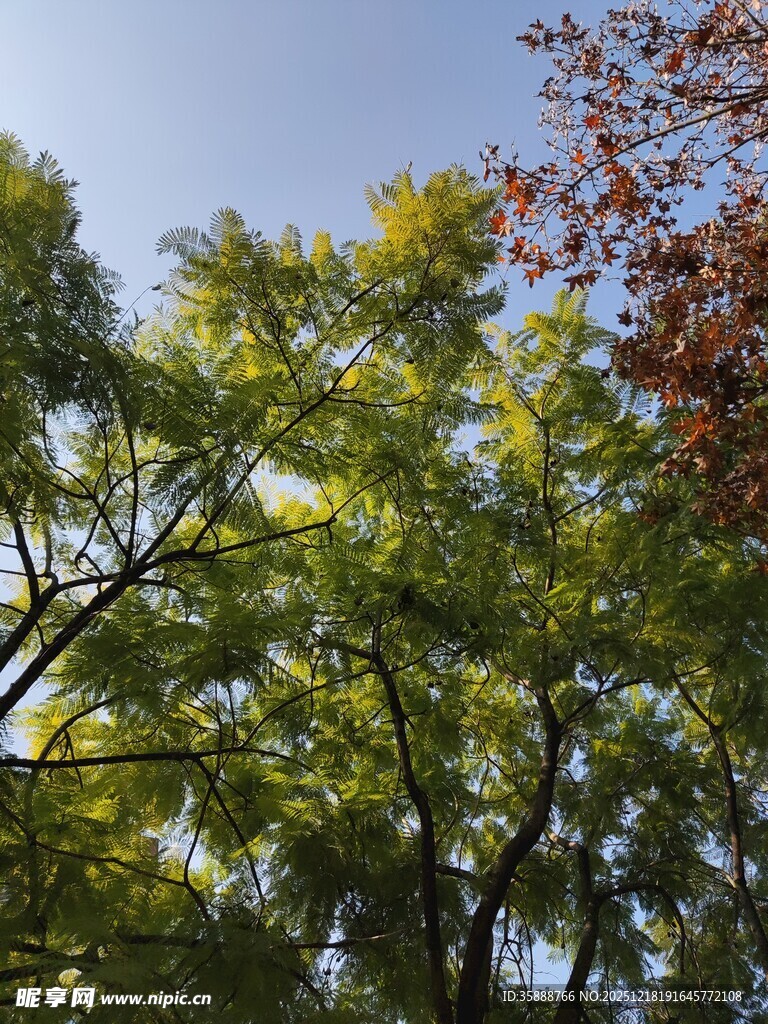 秋日林间树梢景致