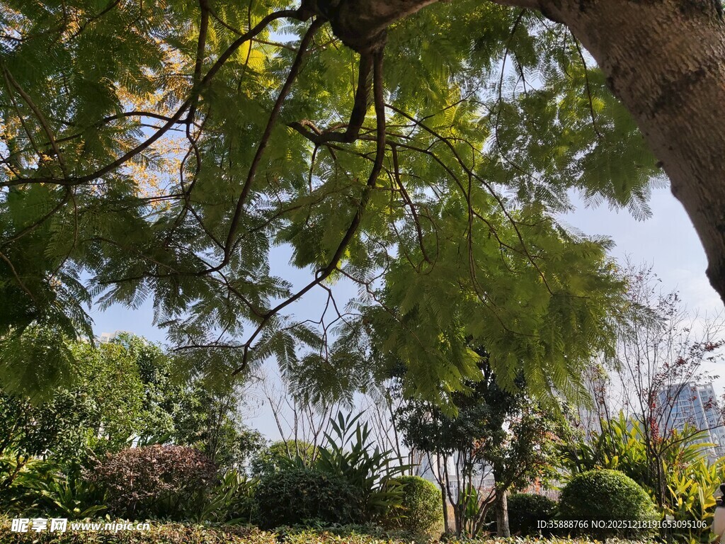 绿荫下的户外自然景致