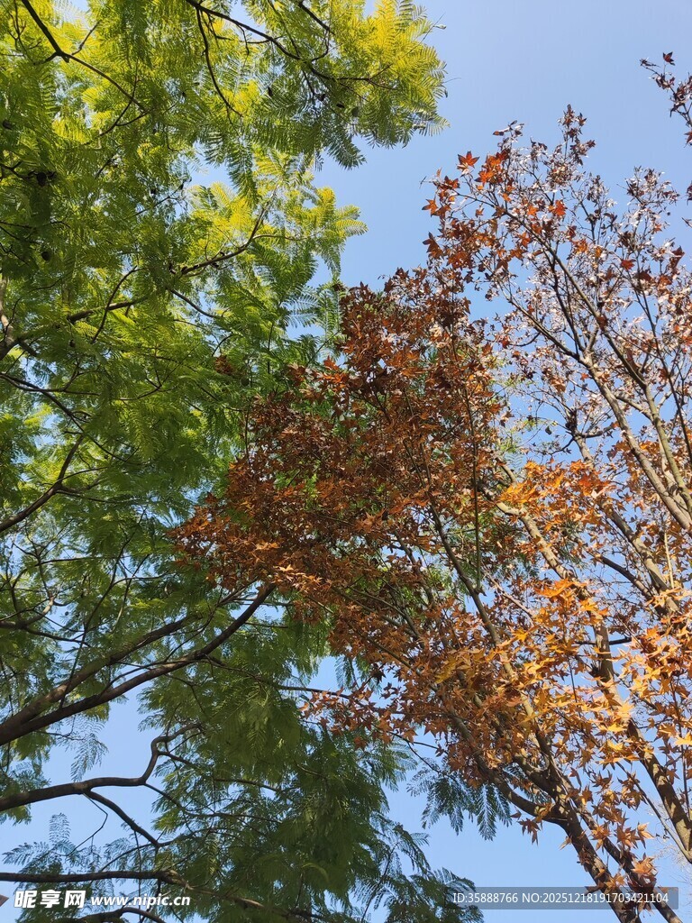 秋日树梢斑斓树叶映蓝天