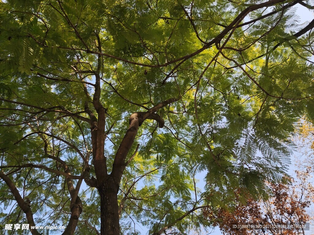 繁茂绿树蓝天映衬美景