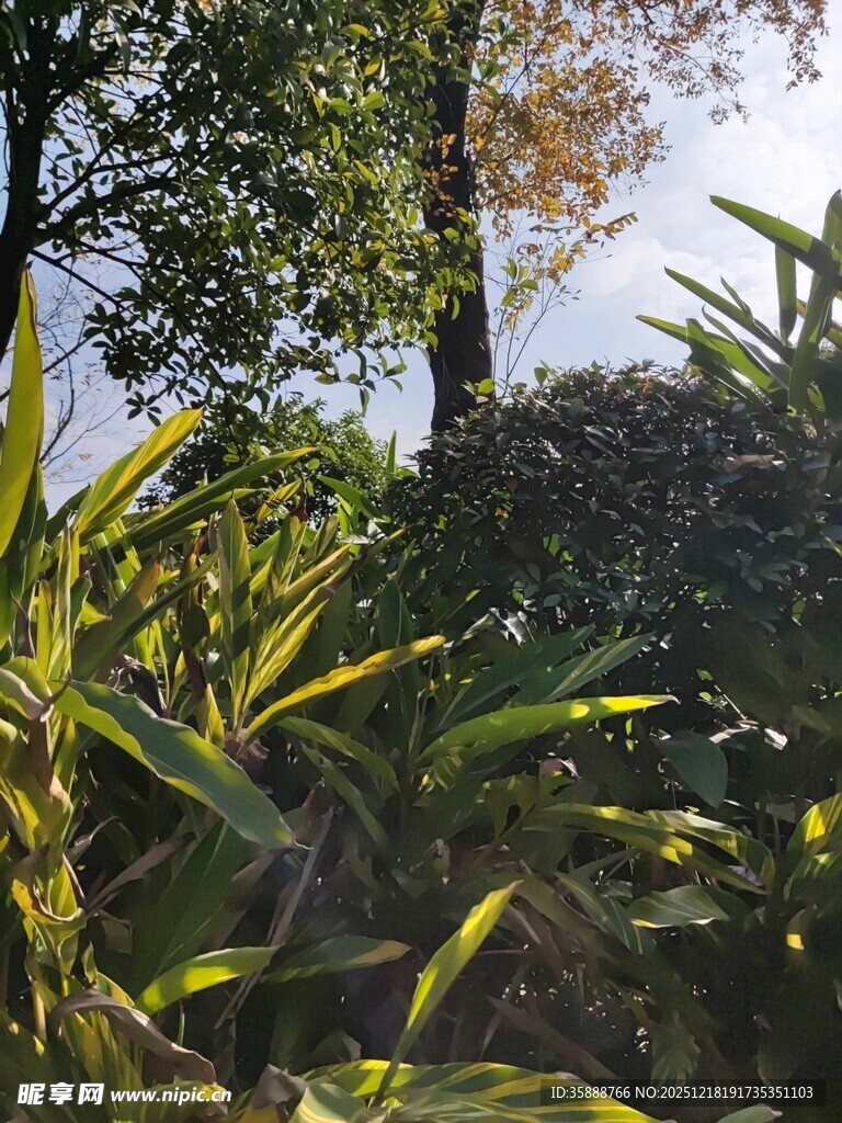 阳光下的绿植与树木