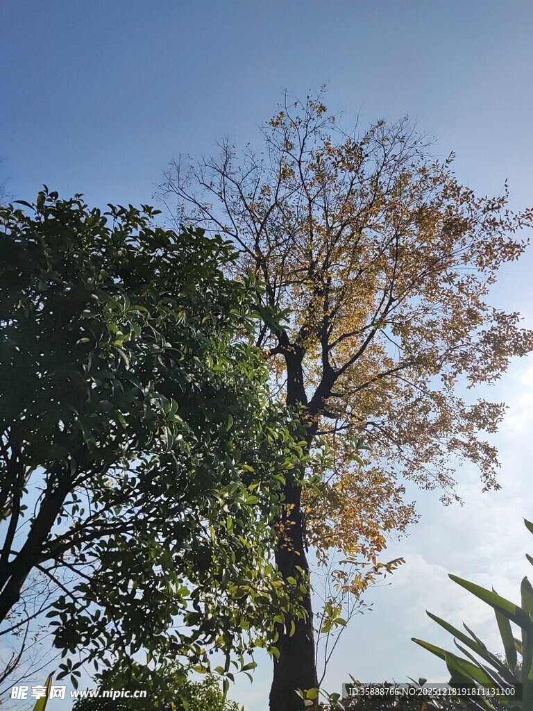 秋日树木蓝天景致