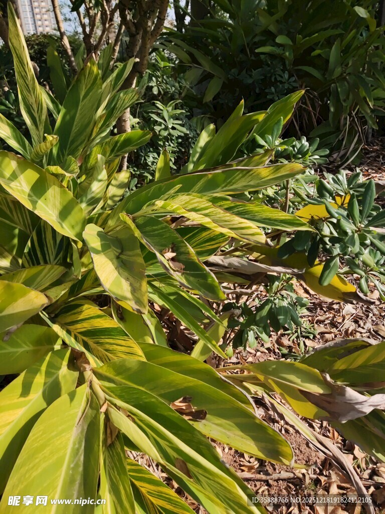 翠绿植物展现自然生机