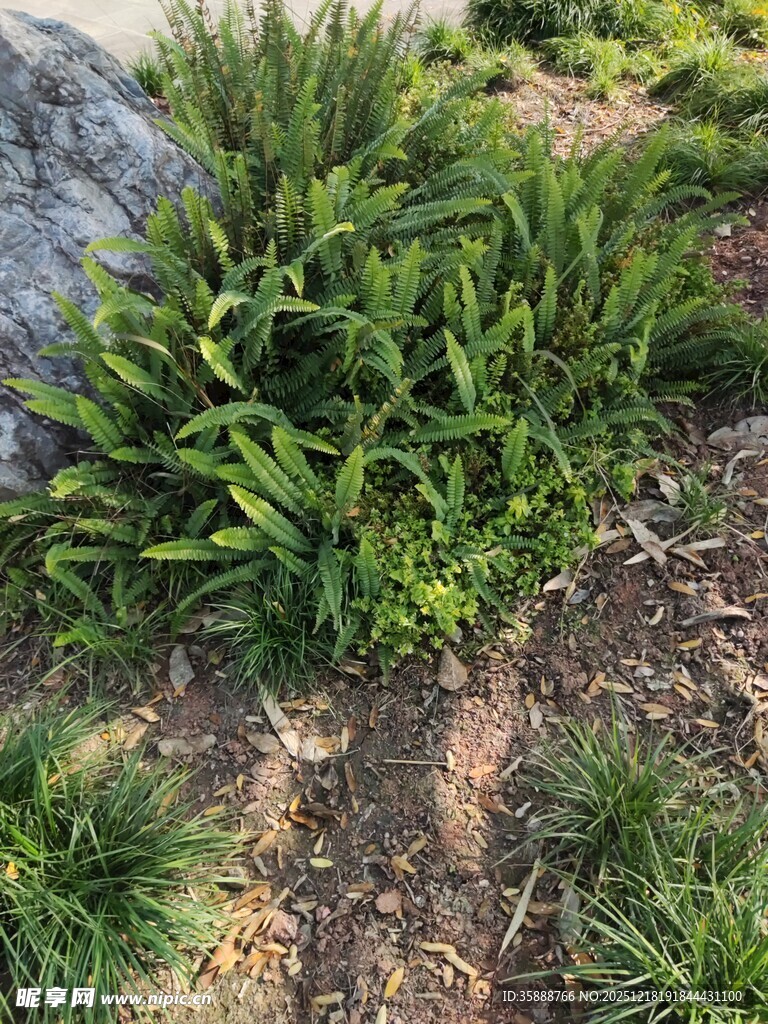地面上的翠绿植物群落