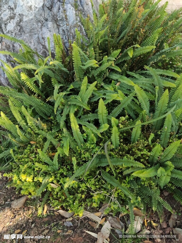 翠绿葱茏的蓬勃植物