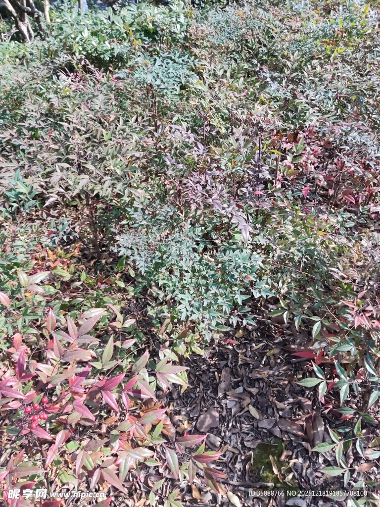 多彩地面植物景观