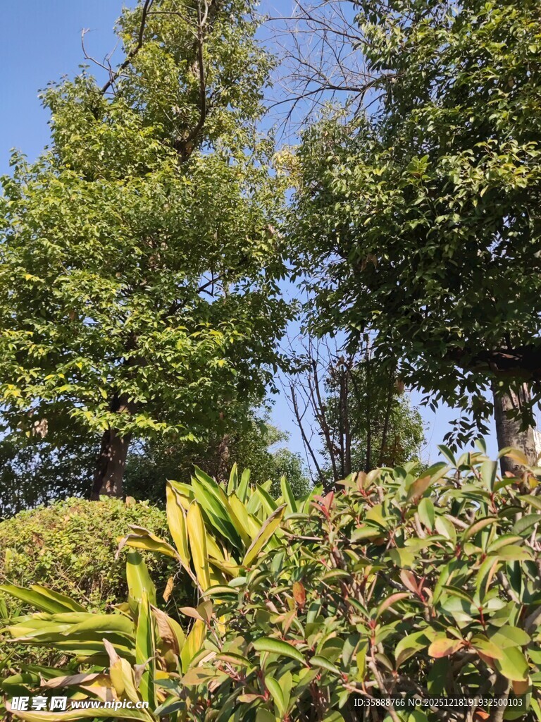 阳光下的繁茂绿植