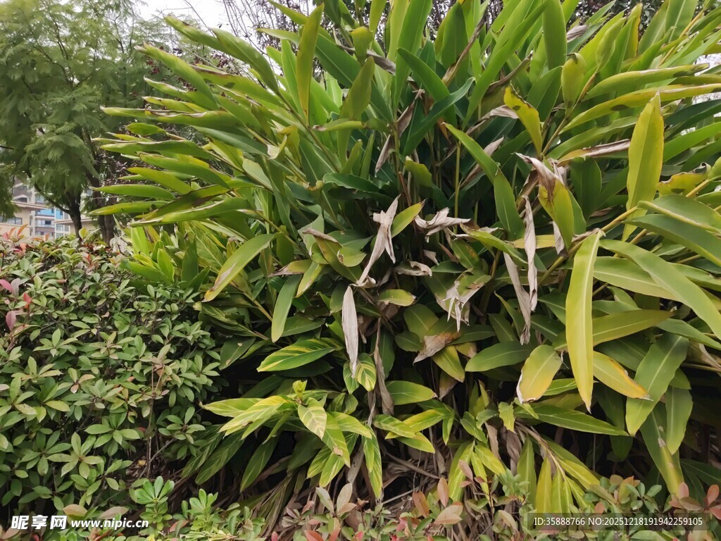 茂盛的绿植景观