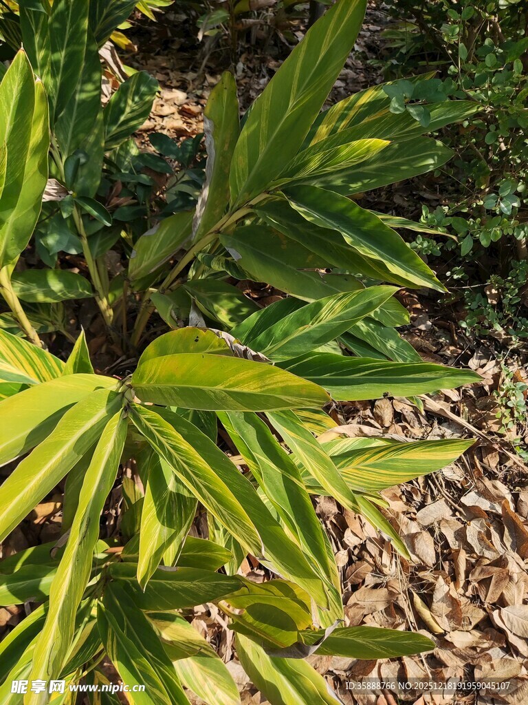 翠绿竹叶与地面枯叶景象