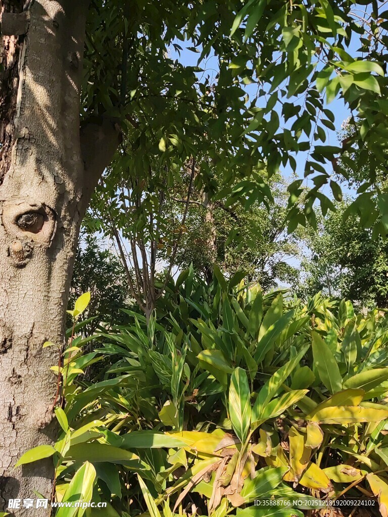 林间绿植与斑驳树干