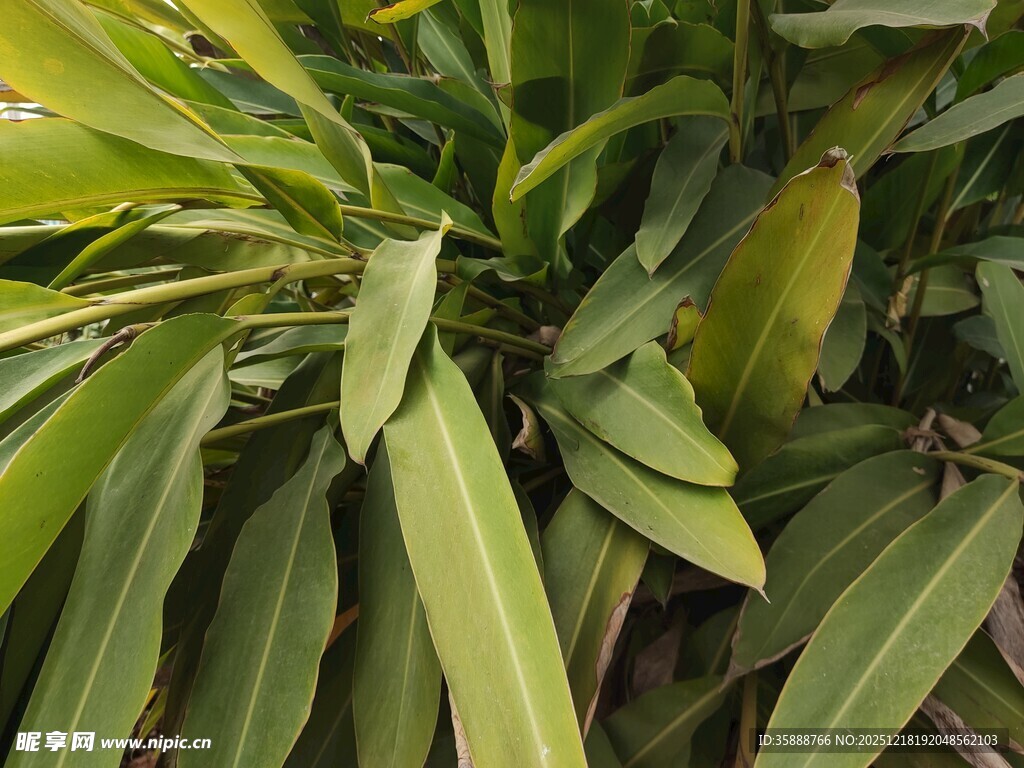 翠绿修长叶片的植物