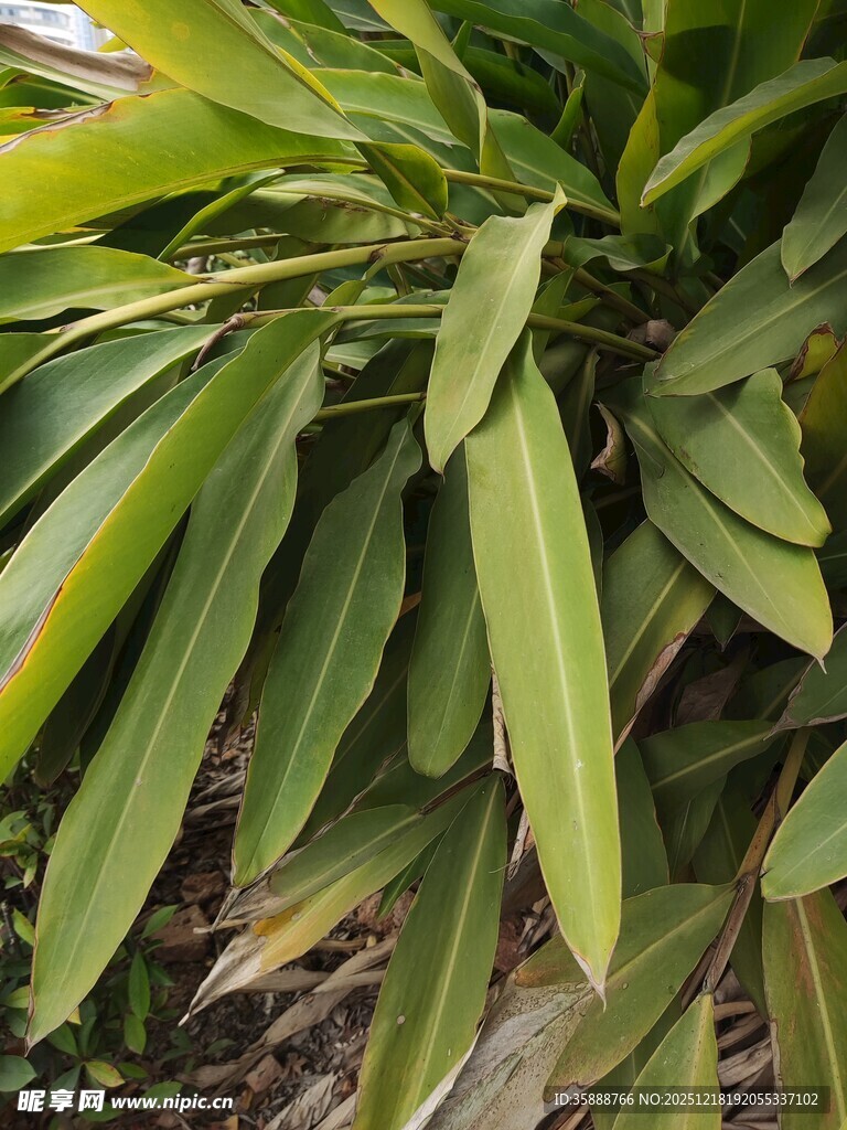 翠绿舒展的植物叶片