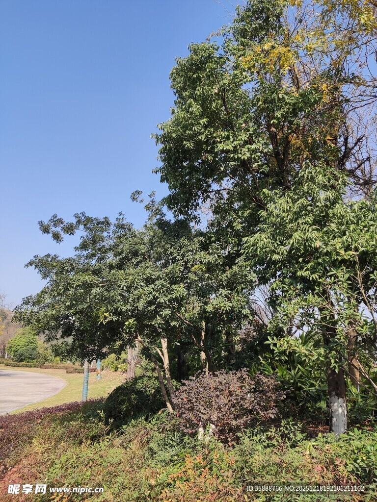 乡村路旁绿树成荫景象