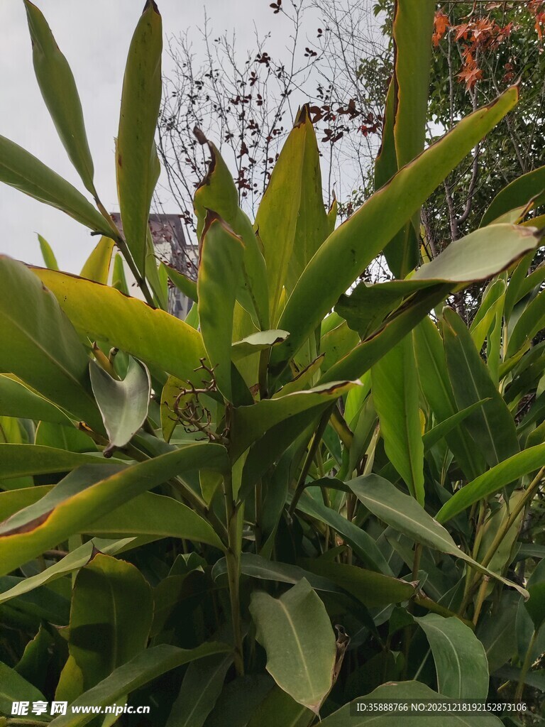 翠绿繁茂的热带植物