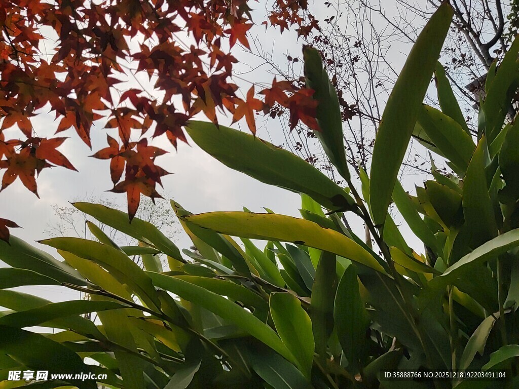 红叶绿叶相映成趣