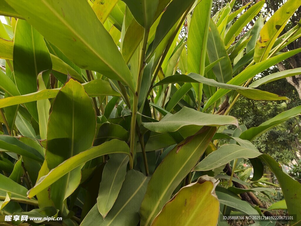 翠绿繁茂的热带植物