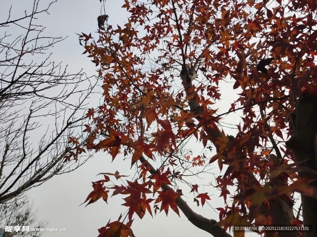 秋日红枫树枝特写