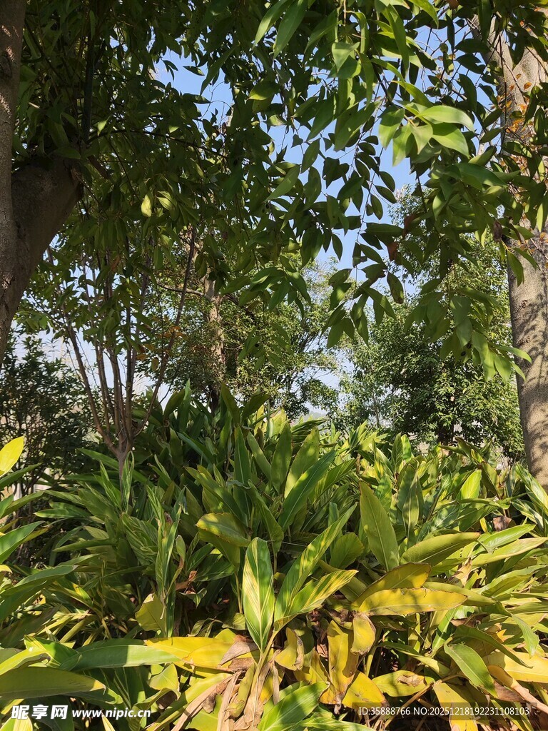 繁茂绿植营造自然景致