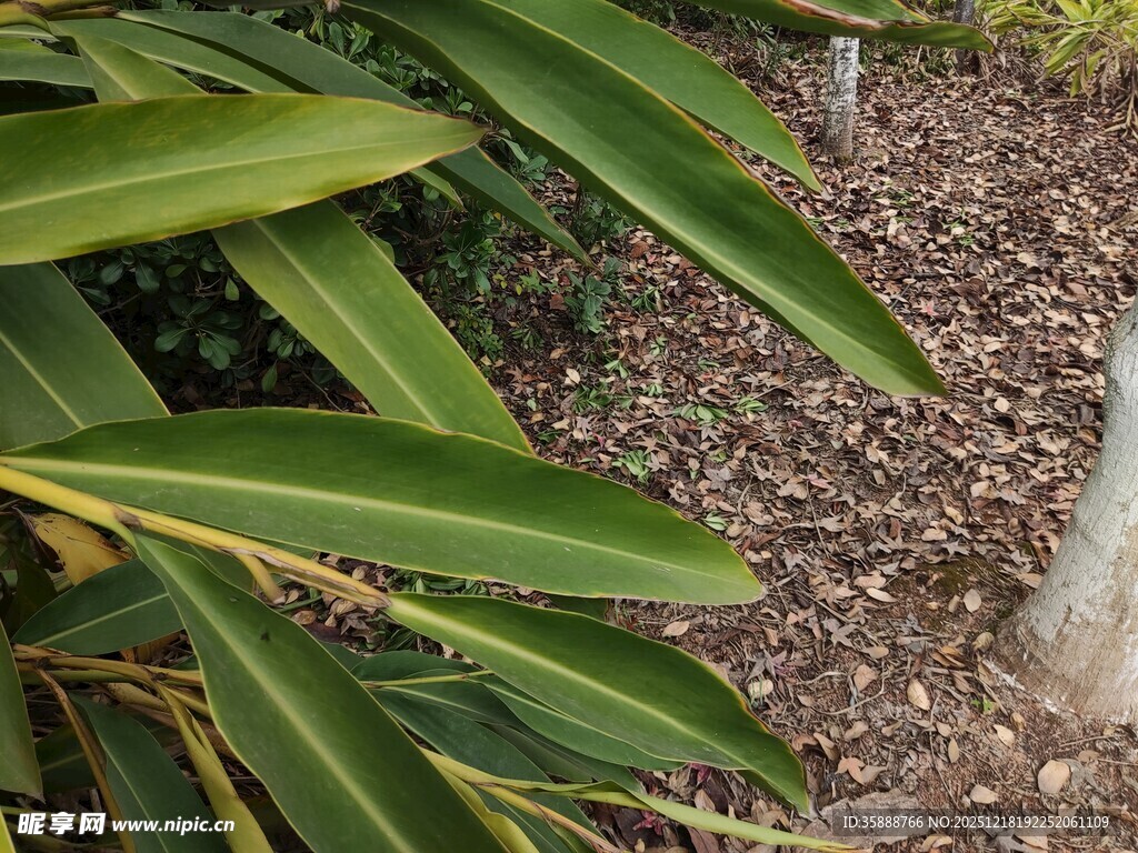 翠绿叶片与地面碎石景观