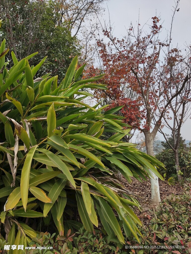 绿叶红树的自然景致