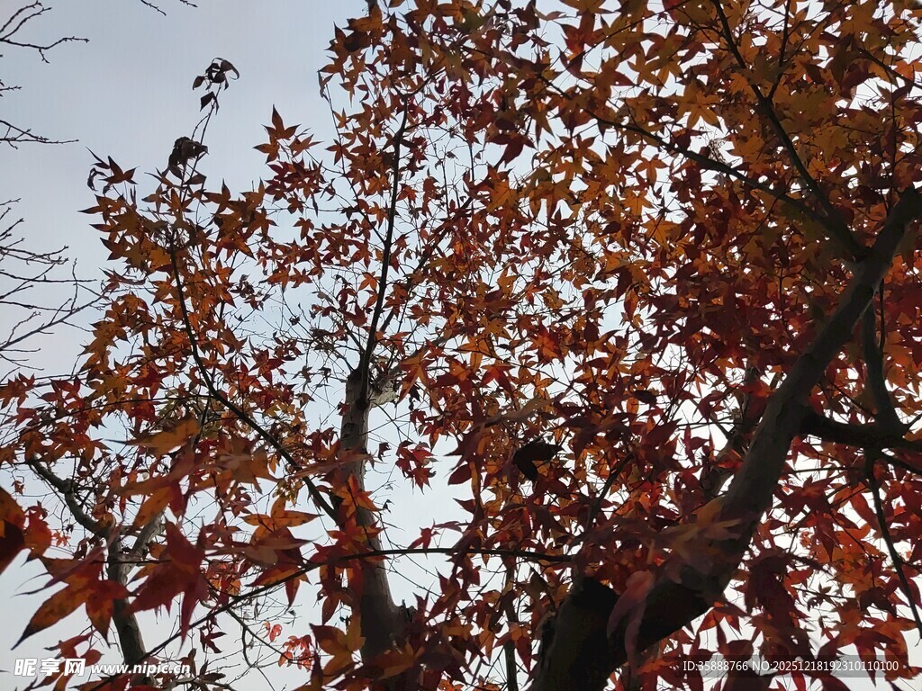 秋日红枫树枝特写