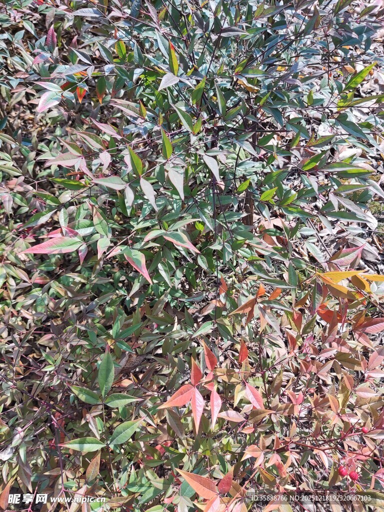 地面上的多彩植物与落叶